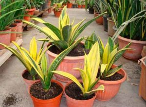 Sansevieria